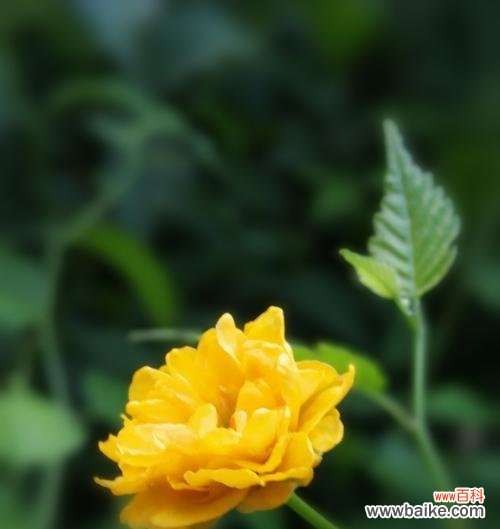 传递爱与美的棣棠花之语 棣棠花花语的美好寓意