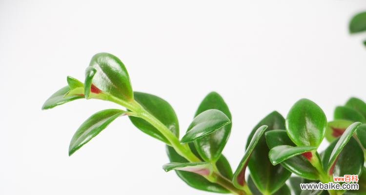 吊兰花的美丽与意义 吊兰花的花语