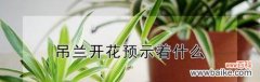 吊兰花的美丽与意义 吊兰花的花语