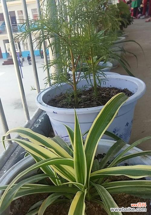 吊兰花的美丽与意义 吊兰花的花语