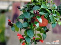 吊兰花语的深刻含义和象征力 吊兰花语的美丽寓意