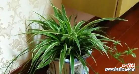 吊兰花语的深刻含义和象征力 吊兰花语的美丽寓意