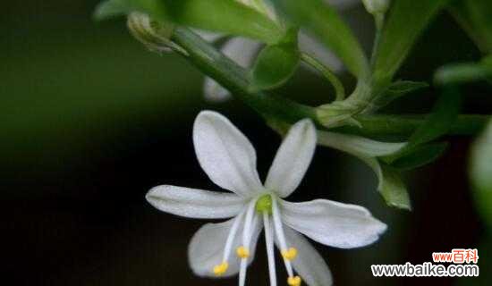 吊兰花语的深刻含义和象征力 吊兰花语的美丽寓意