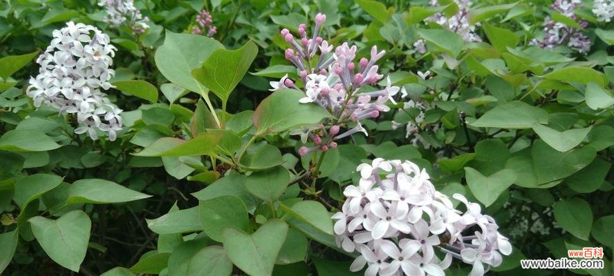 揭秘丁香花的神秘花语 丁香花的花语与意义