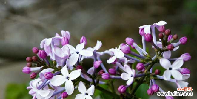 探索丁香花的神秘之处 丁香花的花语与象征意义