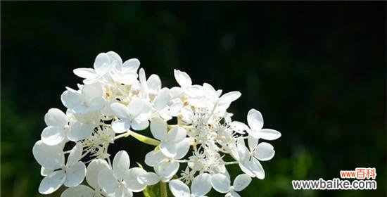 探索丁香花的神秘之处 丁香花的花语与象征意义