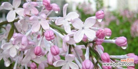 花开花落诉说爱意 丁香花