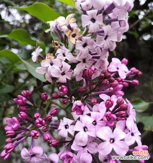 花开花落诉说爱意 丁香花