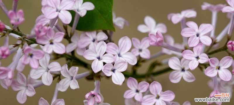 花开花落诉说爱意 丁香花