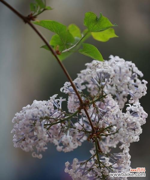 传递情感与希望的花朵 丁香花的寓意与象征