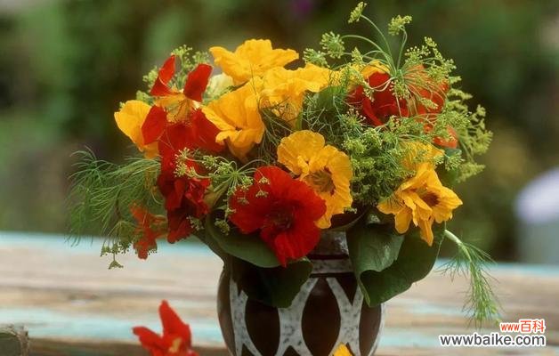 寒冬之中绽放的生命之美 冬日花卉的花语与魅力