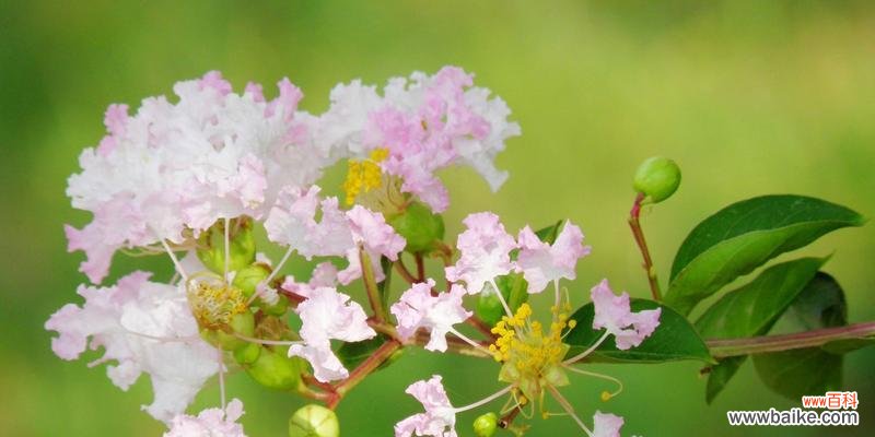 寒冬之中绽放的生命之美 冬日花卉的花语与魅力