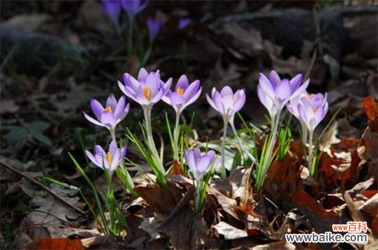 藏红花种子多少钱一斤,价格一般为每斤5~30元