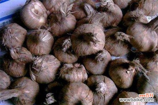 藏红花种子多少钱一斤,价格一般为每斤5~30元