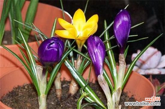 藏红花种子多少钱一斤,价格一般为每斤5~30元