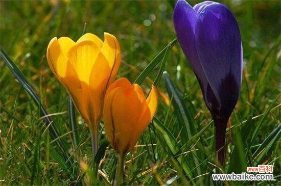 藏红花一亩成本多少钱？1～4万左右