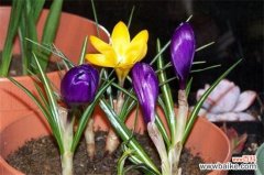 盆栽藏红花怕冻吗？不怕冻且属于耐寒植物