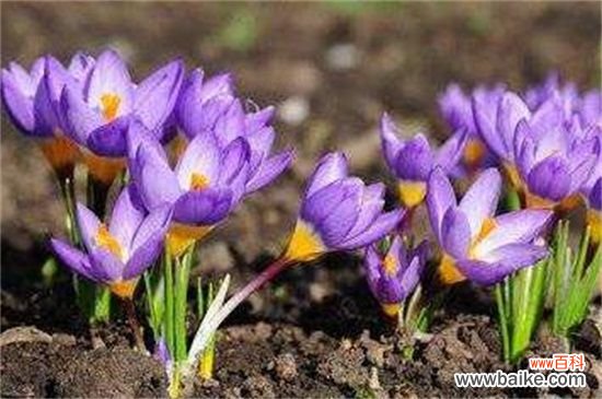 藏红花是什么样子？4个要点教你识别藏红花