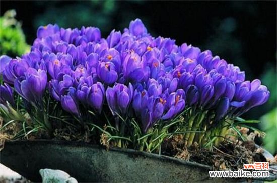 藏红花是什么样子？4个要点教你识别藏红花