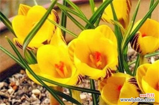 藏红花是什么样子？4个要点教你识别藏红花