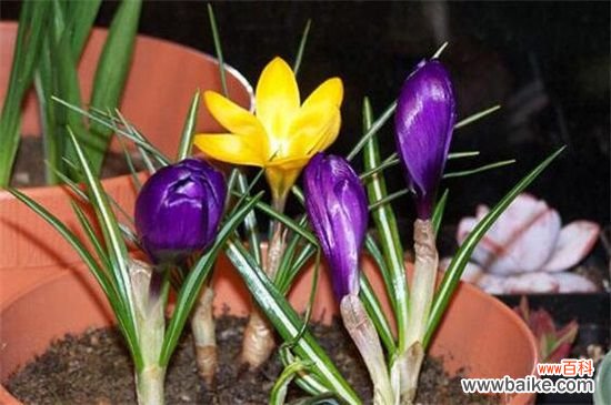 藏红花是什么样子？4个要点教你识别藏红花