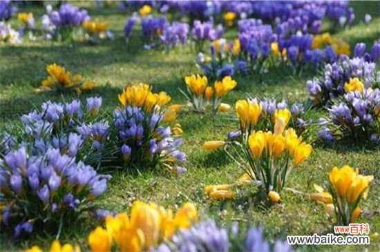 藏红花是什么样子？4个要点教你识别藏红花