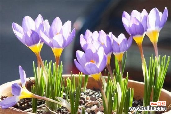 藏红花是什么样子？4个要点教你识别藏红花