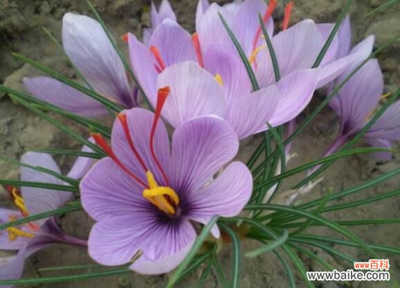 藏红花怎么泡水喝？藏红花泡水喝的功效