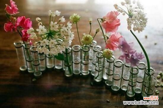 玻璃花瓶插什么花好看？用玻璃瓶插野花有别样风情