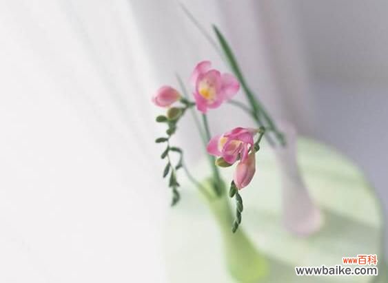 高的花瓶适合养什么花？最适合大气高贵有逼格的花