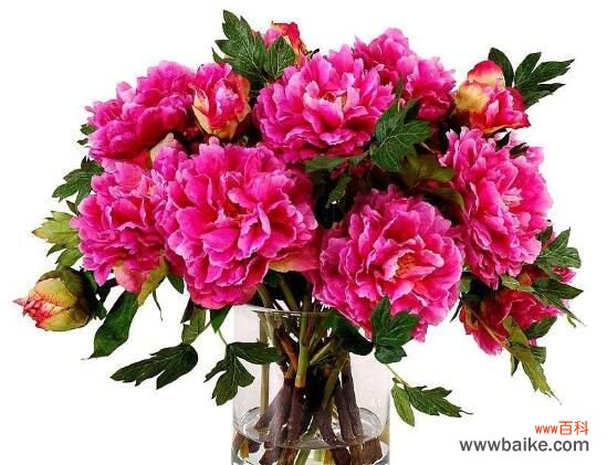 花头大的花都行 矮花瓶适合插什么花?芍药/牡丹/玫瑰