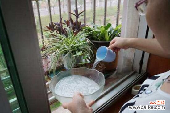 淘米水适合浇什么花?淘米水浇花的正确方法