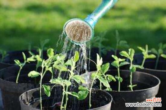 淘米水适合浇什么花?淘米水浇花的正确方法