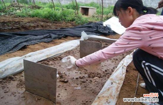 土壤需要消毒吗？消毒方法有哪些？