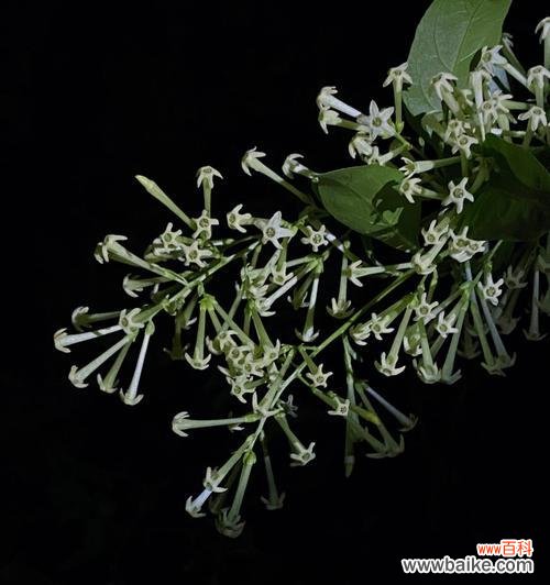 夜来香的传说有哪些?