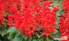 一串红花语是什么意思？如何正确表达一串红的花语含义？