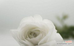 一朵白玫瑰代表什么意思？白玫瑰的花语和象征意义是什么？