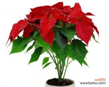 一品红花语是什么？如何正确解读一品红的花语含义？