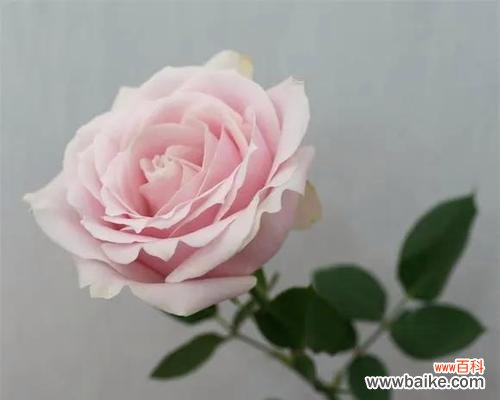 一朵粉玫瑰代表什么意思？粉色玫瑰的花语有哪些？