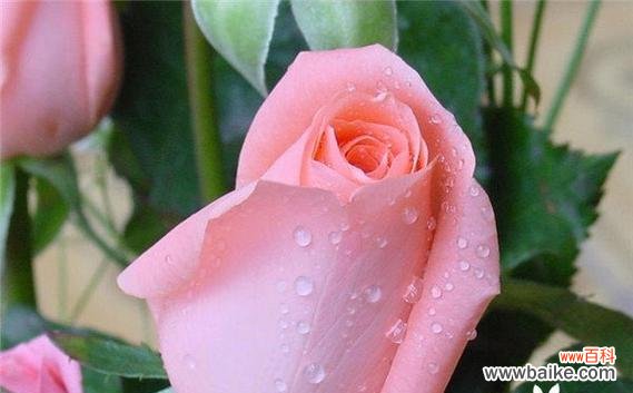 一朵粉玫瑰代表什么意思？粉色玫瑰的花语有哪些？