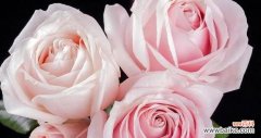 一朵粉色玫瑰代表什么？粉色玫瑰花语的含义是什么？