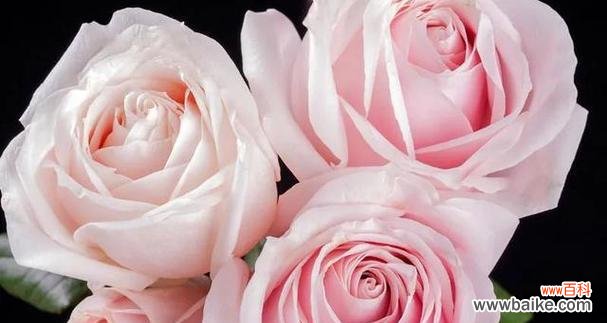 一朵粉色玫瑰代表什么？粉色玫瑰花语的含义是什么？