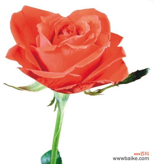 一朵红玫瑰代表什么意思?花语背后的浪漫含义是什么?