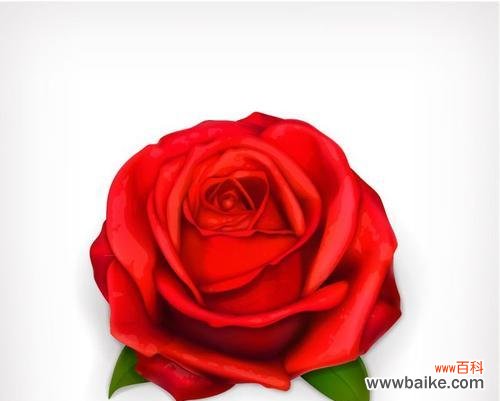 一朵红玫瑰代表什么意思?花语背后的浪漫含义是什么?