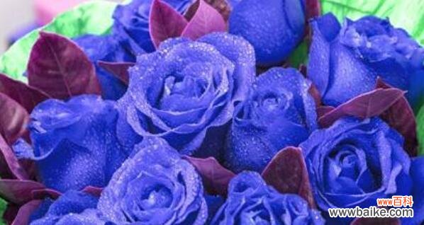 一朵蓝玫瑰代表什么意思?蓝玫瑰的花语和象征是什么?