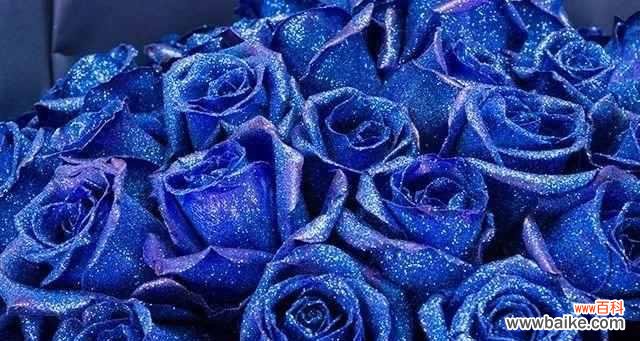 一朵蓝色妖姬代表什么意思？蓝色妖姬花语有哪些含义？