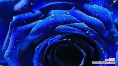 一朵蓝色妖姬代表什么含义？它的花语有哪些独特之处？