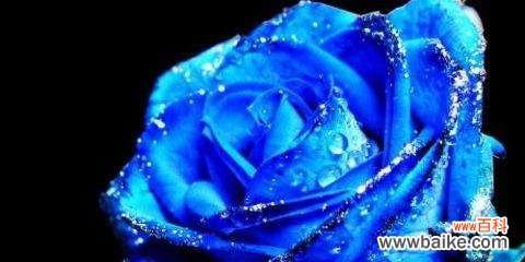 一朵蓝色妖姬代表什么含义？它的花语有哪些独特之处？