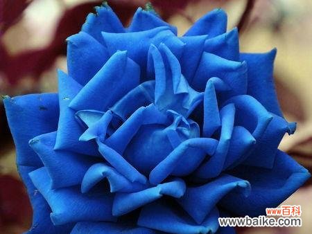 一朵蓝色妖姬代表什么含义？它的花语有哪些独特之处？