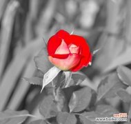 一朵玫瑰花代表什么含义？如何正确解读一朵玫瑰花的花语？